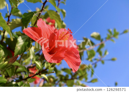 木槿(沖繩縣讀谷村) 木槿(沖繩縣讀谷村) 126298571