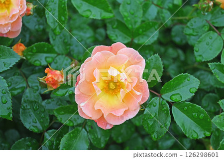 Roses Roses 126298601