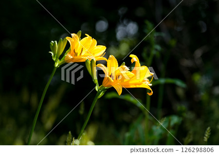 Sesame flower Sesame flower 126298806
