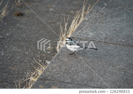 White Wagtail Bird Near Waterfront Pavement 126298833