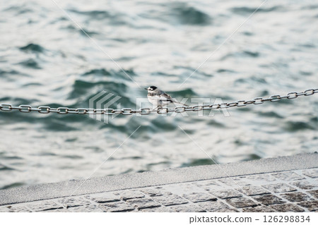 White Wagtail Bird Near Waterfront Pavement 126298834