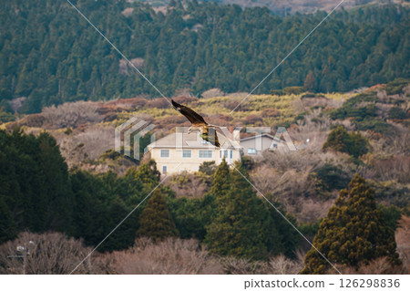 Soaring Hawk Over Forested Hillside Village 126298836
