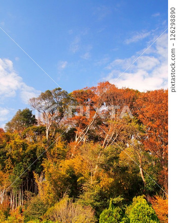 Yellow leaves and blue skies in the "21st Century Forest and Plaza" in late autumn Yellow leaves and blue skies in the "21st Century Forest and Plaza" in late autumn 126298890
