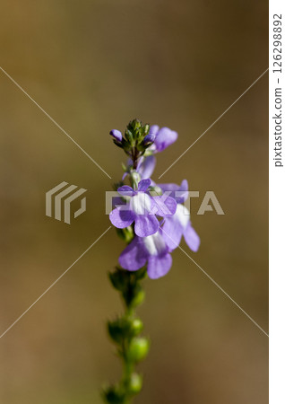 Pine needle orchid Pine needle orchid 126298892