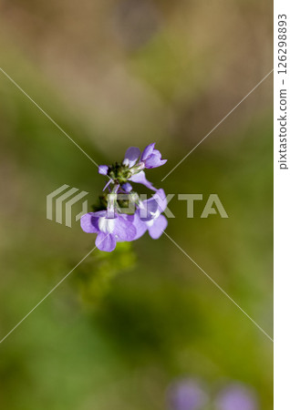 松針蘭花 松針蘭花 126298893