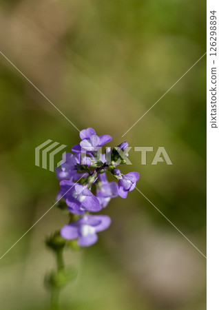 松針蘭花 126298894