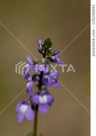 Pine needle orchid Pine needle orchid 126298895