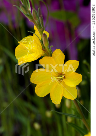 Waiting grass Waiting grass 126298908