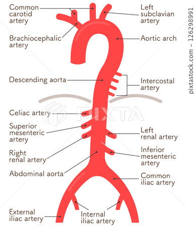 Artery illustration Artery illustration 126298991