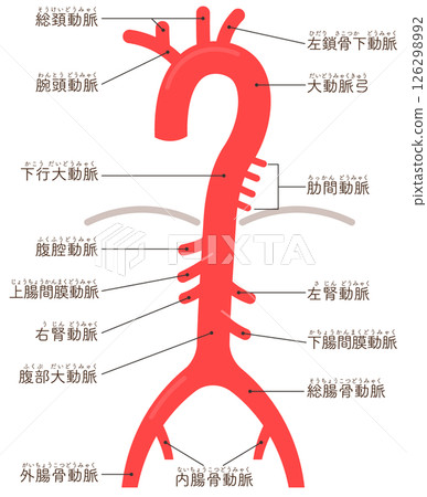 Artery illustration 126298992