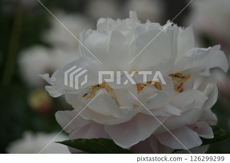 White Rhododendron 126299299