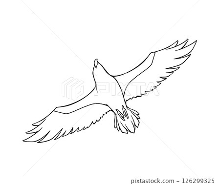 Line drawing illustration of a flying eagle seen from below Line drawing illustration of a flying eagle seen from below 126299325