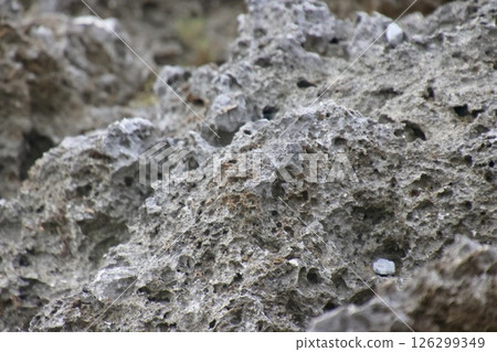 Ryukyu limestone, rocky area, Zanpa Cape (Yomitan Village, Okinawa Prefecture) 126299349