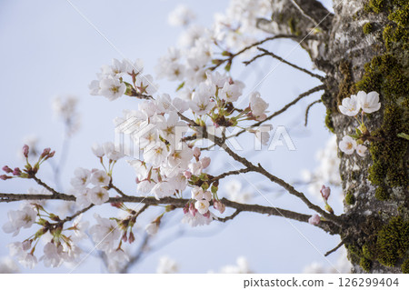 Blue sky and cherry tree 126299404