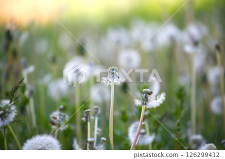 A picturesque close-up of dandelion seed heads against a soft, natural green background. A picturesque close-up of dandelion seed heads against a soft, natural green background. 126299412