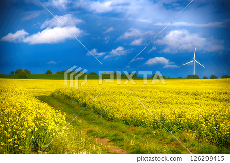 A stunning view of a rapeseed field with a wind turbine under a bright blue sky. 126299415