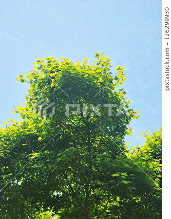 blue sky and green trees 126299930