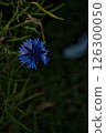 Blue cornflower thriving in a calm and serene mood, representing beauty and resilience against a natural green background [with room for copying] 126300050