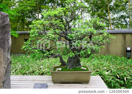 7845 盆景諾姆盆景 7845 盆景諾姆盆景 126300304