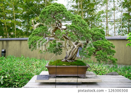 7849 盆景 日本扁柏「Buko」盆景 126300308