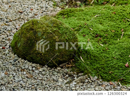 A landscape with moss-covered stones in a garden 126300324