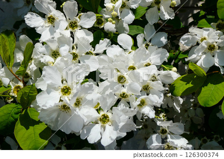 A beautiful white and pure lily of the valley 126300374