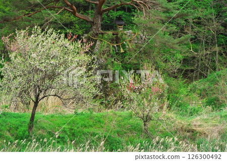 Fresh greenery on the Kiso River - Benzaiten surrounded by cherry blossoms near Mizu no Hakodate Park 126300492