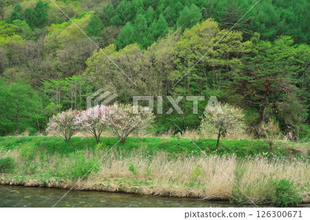 木曾川源頭村的新綠與水野四初驛公園的櫻花盛開 木曾川源頭村的新綠與水野四初驛公園的櫻花盛開 126300671