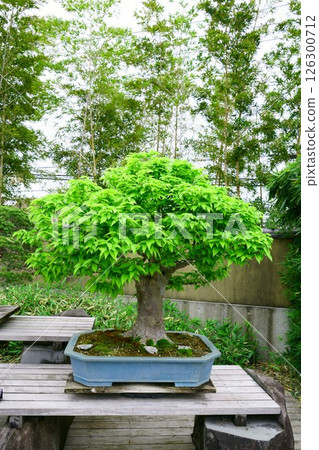 7852 Bonsai Zelkova 7852 Bonsai Zelkova 126300712