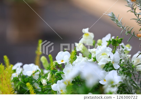Violets blooming in a flowerbed 126300722