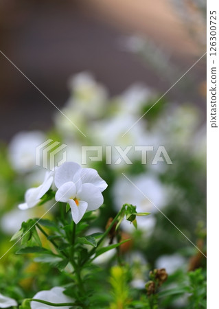 Violets blooming in a flowerbed Violets blooming in a flowerbed 126300725