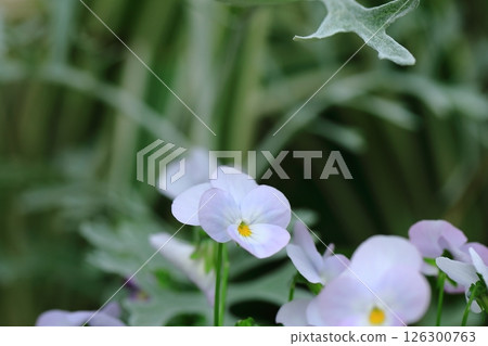 盛開在花壇裡的紫羅蘭 126300763