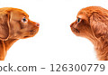 Dogs and cats face each other with calm expressions in a playful interaction indoors 126300779