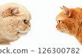 Two cats with striking expressions face each other against a white background, showcasing their distinct features and personalities 126300782