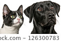 Black dog and black and white cat looking curiously at something off-screen indoors 126300783