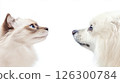 Two dogs face each other with curious expressions in a bright and neutral setting during the day 126300784