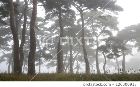A misty pine forest like a sumi-e painting 126300915