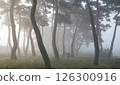 A misty pine forest like a sumi-e painting 126300916