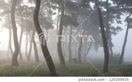 A misty pine forest like a sumi-e painting A misty pine forest like a sumi-e painting 126300916