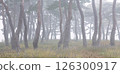 A misty pine forest like a sumi-e painting 126300917