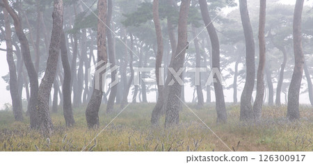 A misty pine forest like a sumi-e painting A misty pine forest like a sumi-e painting 126300917