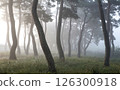 A misty pine forest like a sumi-e painting 126300918
