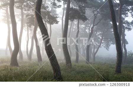 A misty pine forest like a sumi-e painting 126300918