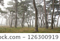 A misty pine forest like a sumi-e painting 126300919