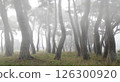 A misty pine forest like a sumi-e painting 126300920