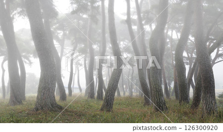 A misty pine forest like a sumi-e painting 126300920
