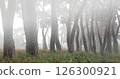 A misty pine forest like a sumi-e painting 126300921