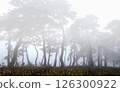A misty pine forest like a sumi-e painting 126300922