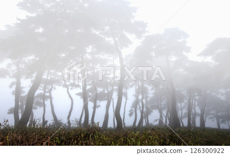 A misty pine forest like a sumi-e painting A misty pine forest like a sumi-e painting 126300922