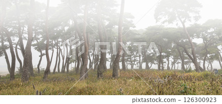A misty pine forest like a sumi-e painting A misty pine forest like a sumi-e painting 126300923